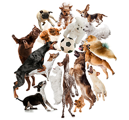 Image showing Creative collage of different breeds of dogs on white background