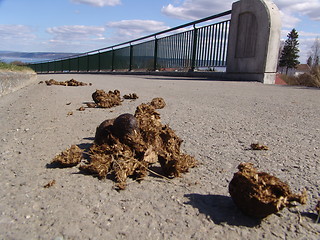 Image showing Poo