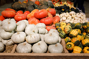 Image showing Autumn harvested pumpkins