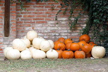 Image showing Autumn harvested pumpkins
