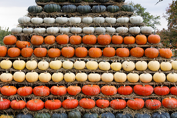 Image showing Autumn harvested pumpkins background