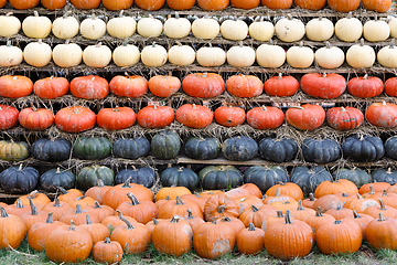 Image showing Autumn harvested pumpkins background