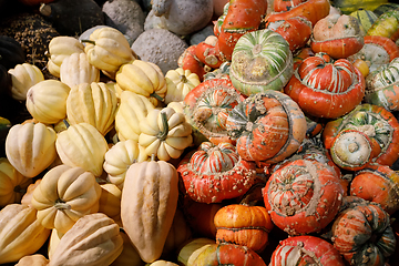 Image showing Autumn harvested pumpkins