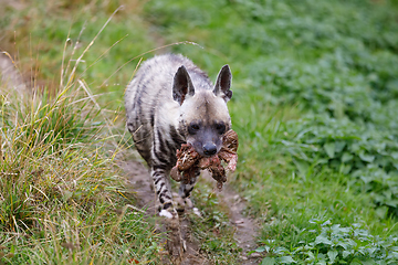 Image showing Striped hyena (Hyaena hyaena)