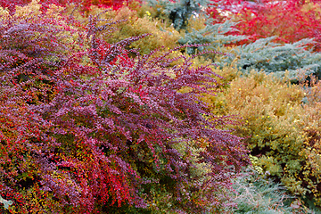 Image showing autumn colors composition in garden