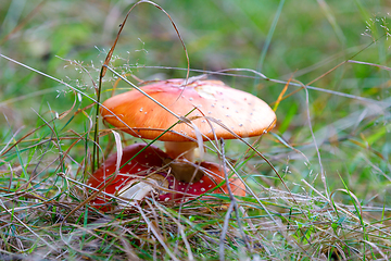 Image showing fly agaric or fly amanita muschroom