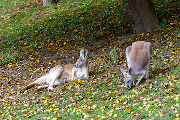 Image showing Red kangaroo, Megaleia rufa with baby in bag