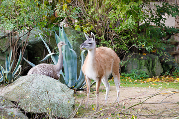 Image showing guanaco (Lama guanicoe) with greater rhea