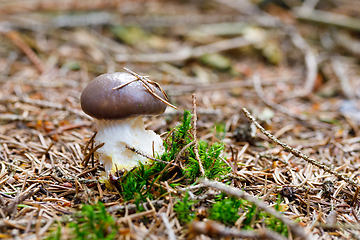 Image showing brown and white mushroom in forest
