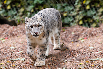 Image showing beautiful cat snow leopard, (Uncia uncia)