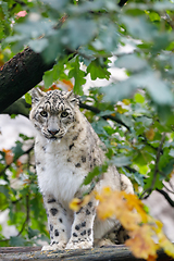 Image showing beautiful cat snow leopard, (Uncia uncia)