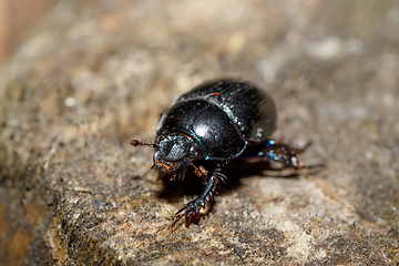 Image showing dor beetle at pine forest, macro