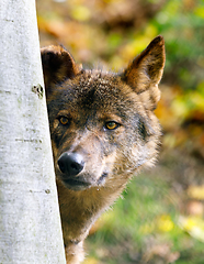 Image showing Iberian wolf (Canis lupus signatus)