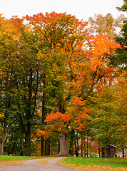 Image showing Autumn in park with yellow and orange leaves