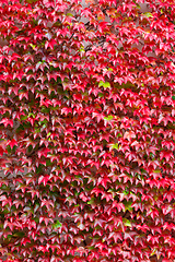 Image showing fall autumn background with red leaves for backdrop