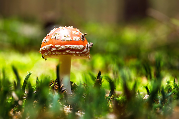 Image showing fly agaric or fly amanita muschroom