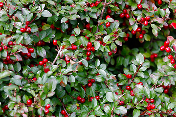 Image showing autumn berries red gaultheria