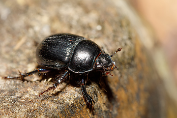 Image showing dor beetle at pine forest, macro