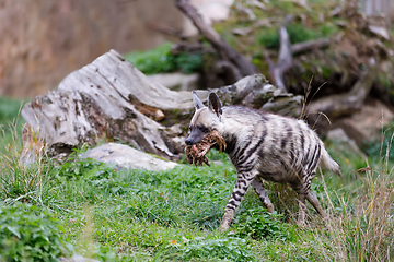 Image showing Striped hyena (Hyaena hyaena)