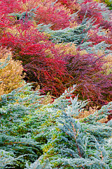 Image showing autumn colors composition in garden