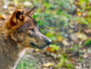 Image showing Iberian wolf (Canis lupus signatus)