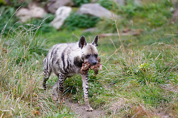 Image showing Striped hyena (Hyaena hyaena)