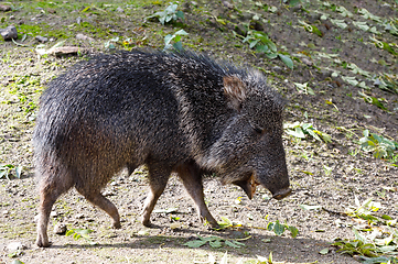 Image showing nise pig Chacoan peccary, Catagonus wagneri