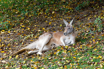 Image showing Red kangaroo, Megaleia rufa with baby in bag