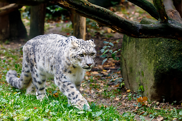 Image showing beautiful cat snow leopard, (Uncia uncia)