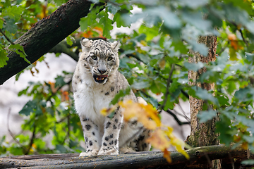 Image showing beautiful cat snow leopard, (Uncia uncia)