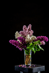 Image showing Lilac in vase on the black background