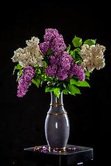 Image showing Lilac in vase on the black background