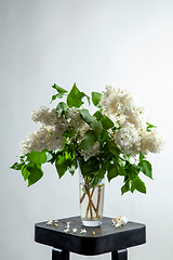 Image showing Lilac in vase on the gray background