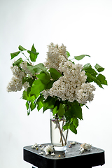 Image showing Lilac in vase on the white background