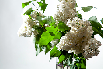 Image showing Lilac in vase on the white background