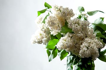 Image showing Lilac in vase on the white background