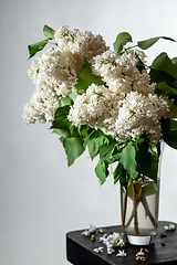 Image showing Lilac in vase on the gray background