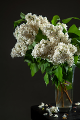 Image showing Lilac in vase on the black background