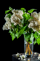 Image showing Lilac in vase on the black background