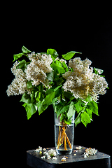 Image showing Lilac in vase on the black background