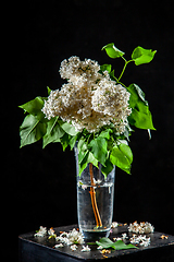 Image showing Lilac in vase on the black background