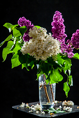 Image showing Lilac in vase on the black background