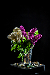 Image showing Lilac in vase on the black background