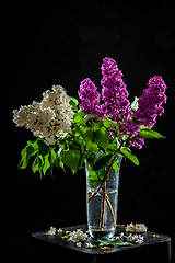 Image showing Lilac in vase on the black background