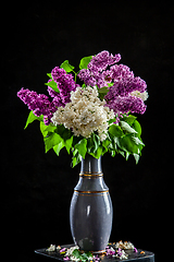 Image showing Lilac in vase on the black background