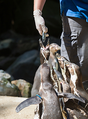 Image showing Pinguin is being fed