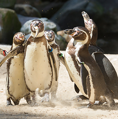 Image showing Pinguin is being fed