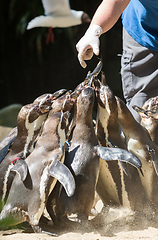 Image showing Pinguin is being fed