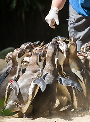 Image showing Pinguin is being fed