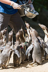 Image showing Pinguin is being fed